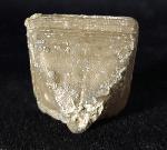 Goniophyllum pyramidale (HISINGER 1831) - Bild © FossNet FossilienStore
